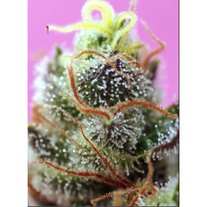 Sweet Mimosa XL Auto. Photo 2